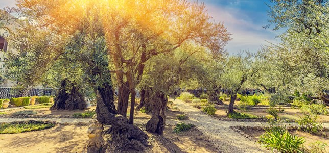 The Garden of Gethsemane at the Mount of Olives.